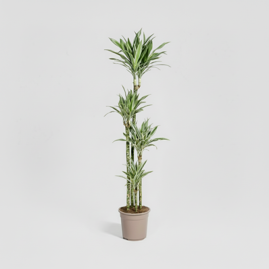 Dracaena Deremensis White Stripe Ø27cm - ↕170 - 190cm