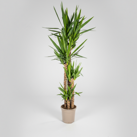 Yucca Elephantipes Ø27cm - ↕150 - 170cm