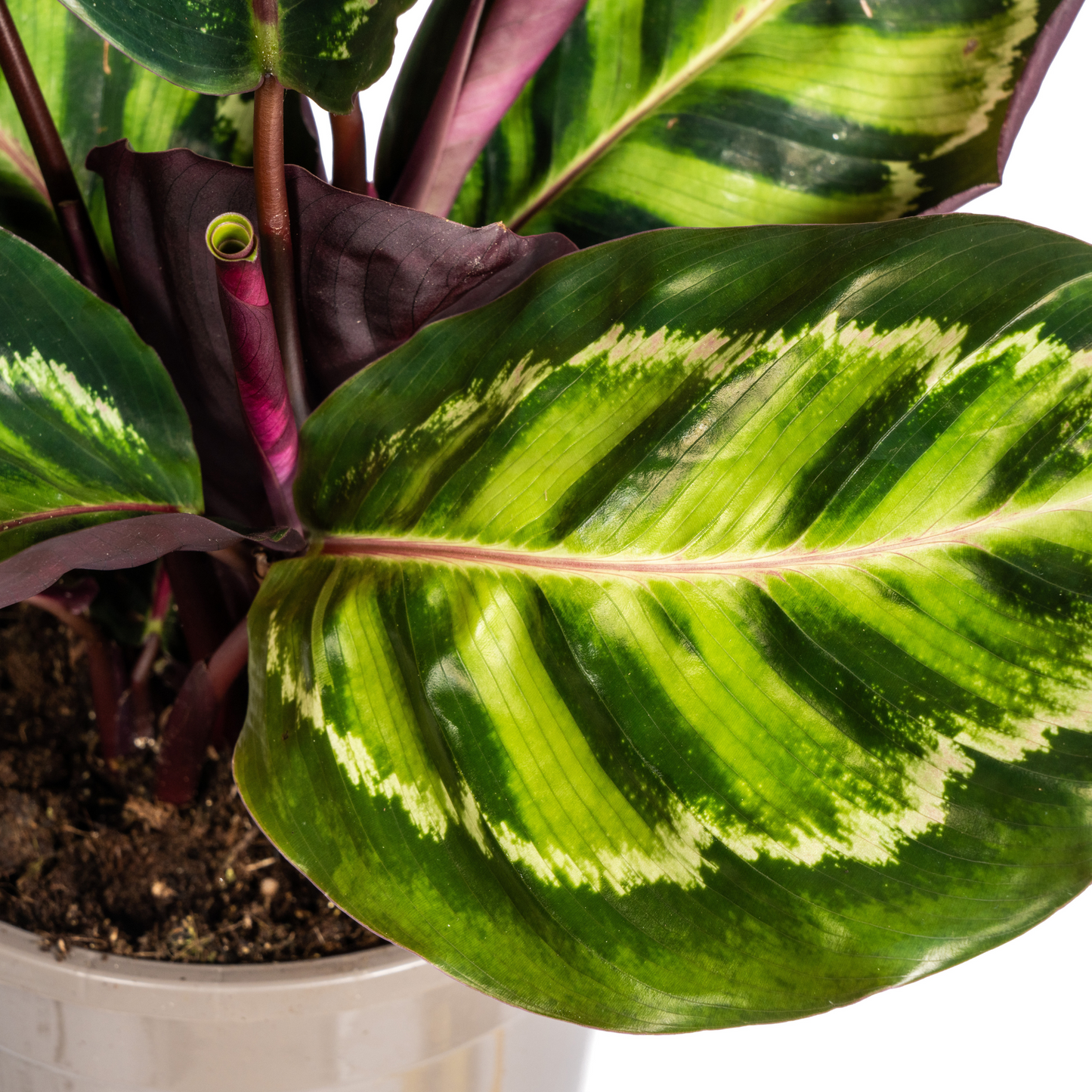 Calathea Roseopicta Ø17cm - ↕40 - 50cm