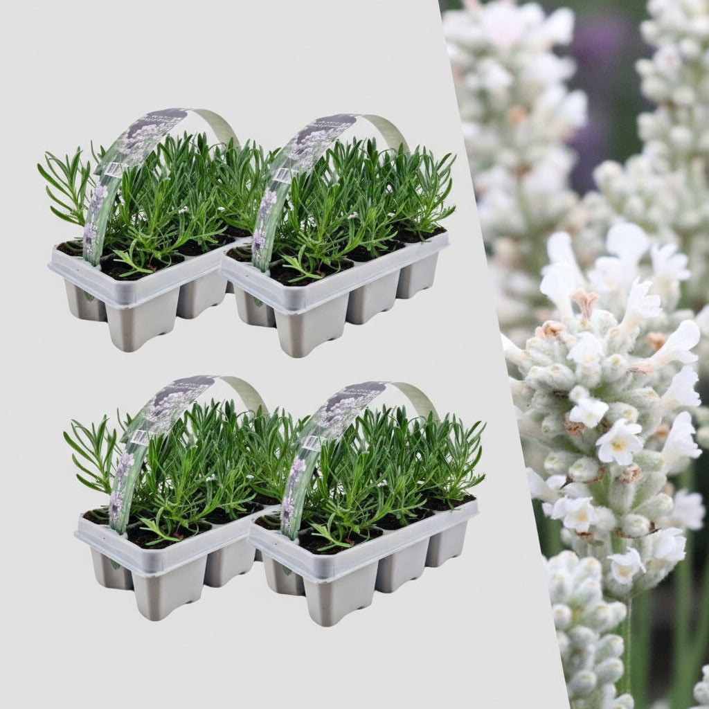 4 x 6 pack Lavendel angustifolia white - 24 x Ø7 cm - ↕15 cm