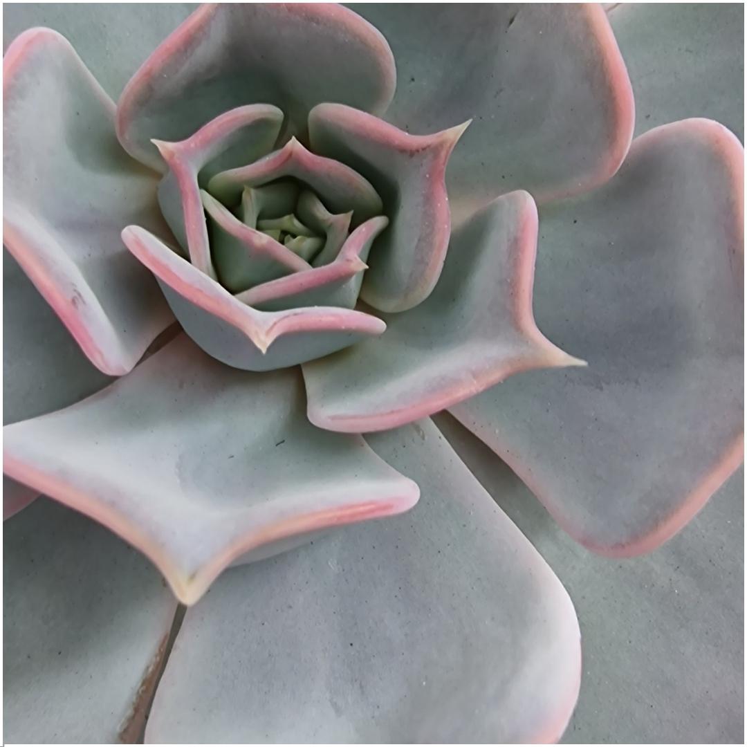 ROOTLESS Succulent Echeveria Lilacina auf Wanddeko Ring schwarz Ø20 cm - ↕20 cm