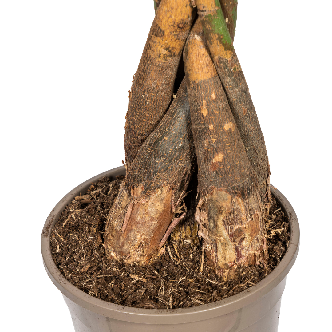 Pachira Aquatica Ø24cm - ↕120 - 140cm