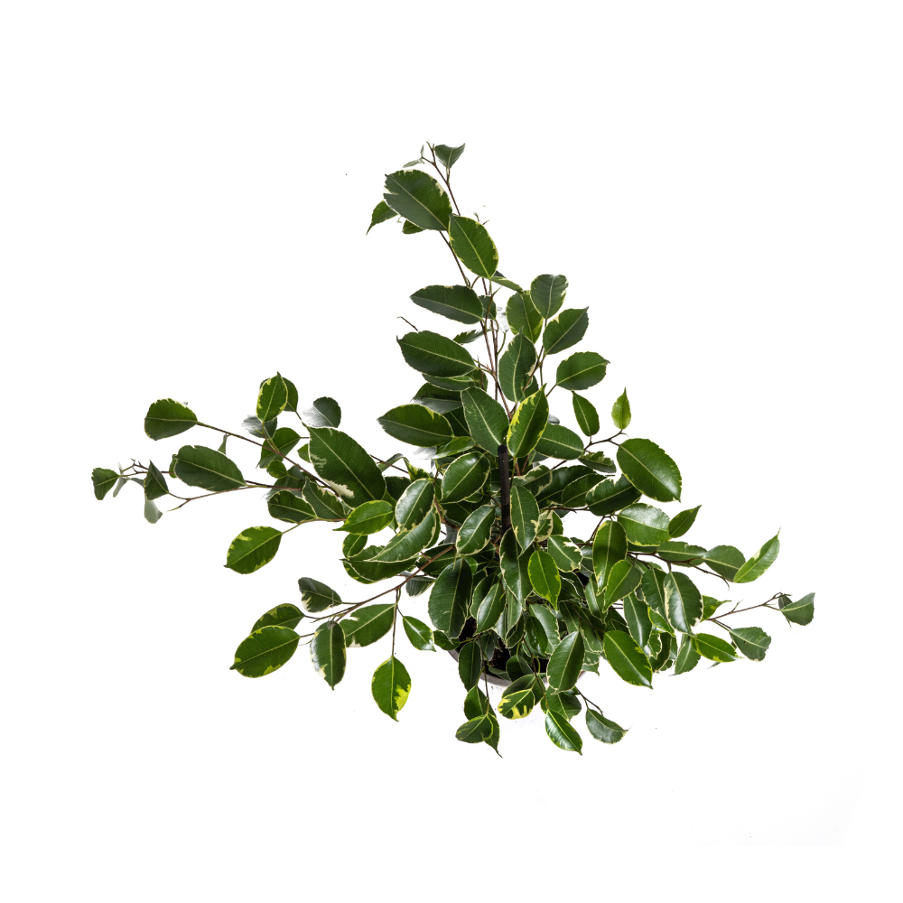 Ficus Benjamina Golden King Ø17cm - ↕60 - 80cm