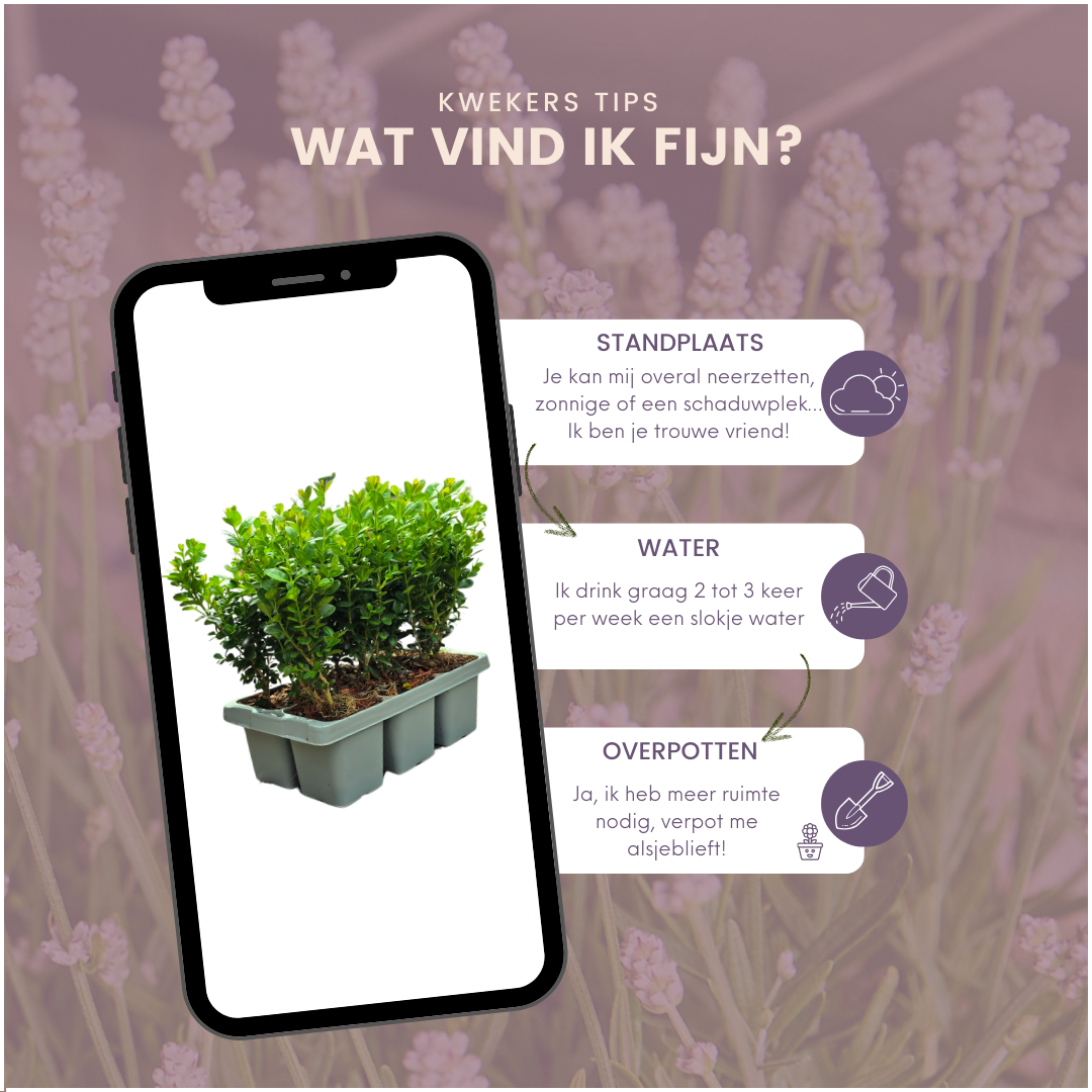 4 x 6er-Pack Buxus NewGen Freedom – Winterharte Immergrüne Sträucher 24 x Ø7 cm - ↕15 cm | Kompakter Buchsbaum