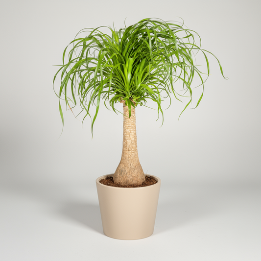 Beaucarnea Recurvata Stamm Ø21cm - ↕60 - 80cm