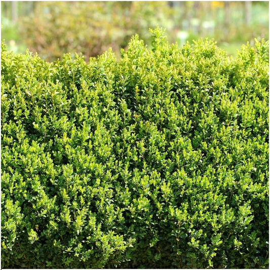1 meter Buxus Sempervirens haag - ↕ 20 cm - 6 x Ø12 cm