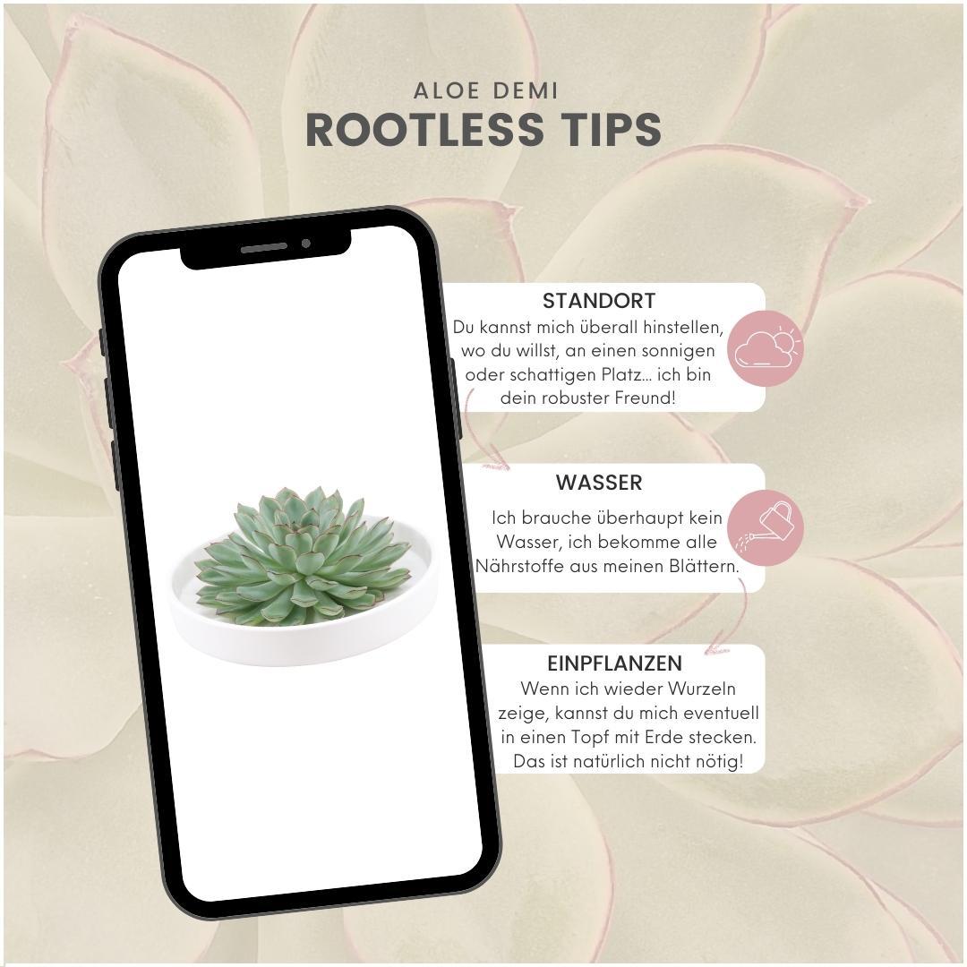 ROOTLESS Succulent Echeveria Pulidonis in Schale 'weiss' Ø20 cm - ↕5 cm