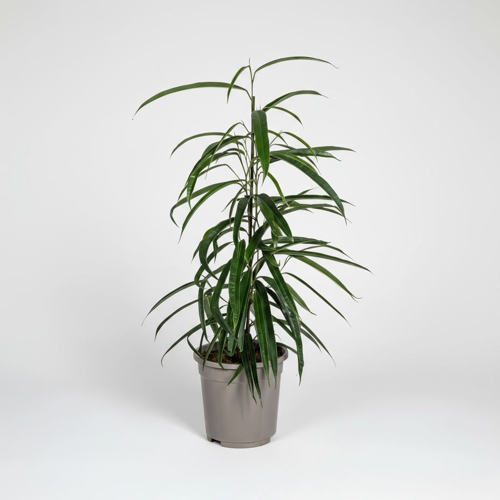 Ficus Binnendijkii Alii Ø17cm - ↕60 - 80cm