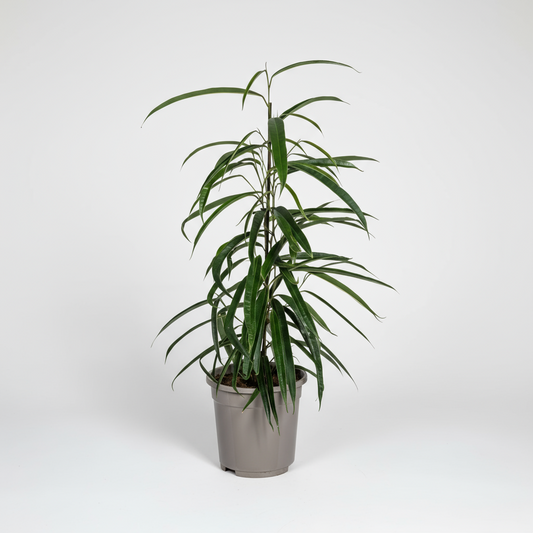 Ficus Binnendijkii Alii Ø17cm - ↕60 - 80cm