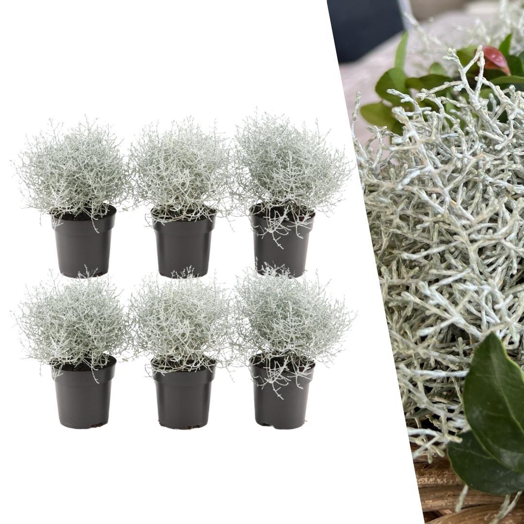 6x Calocephalus' - 10 cm Ø - 15 cm ↕