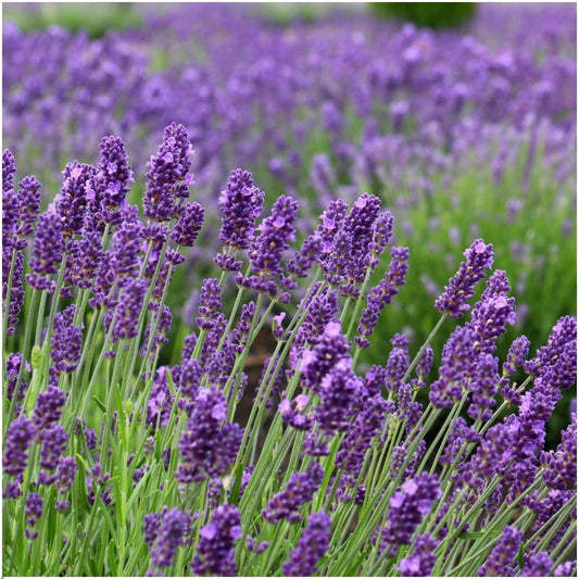 Plants by Frank - Lavandula angustifolia Felice® - 12 cm Topf - Set mit 24 echten Lavendelpflanzen