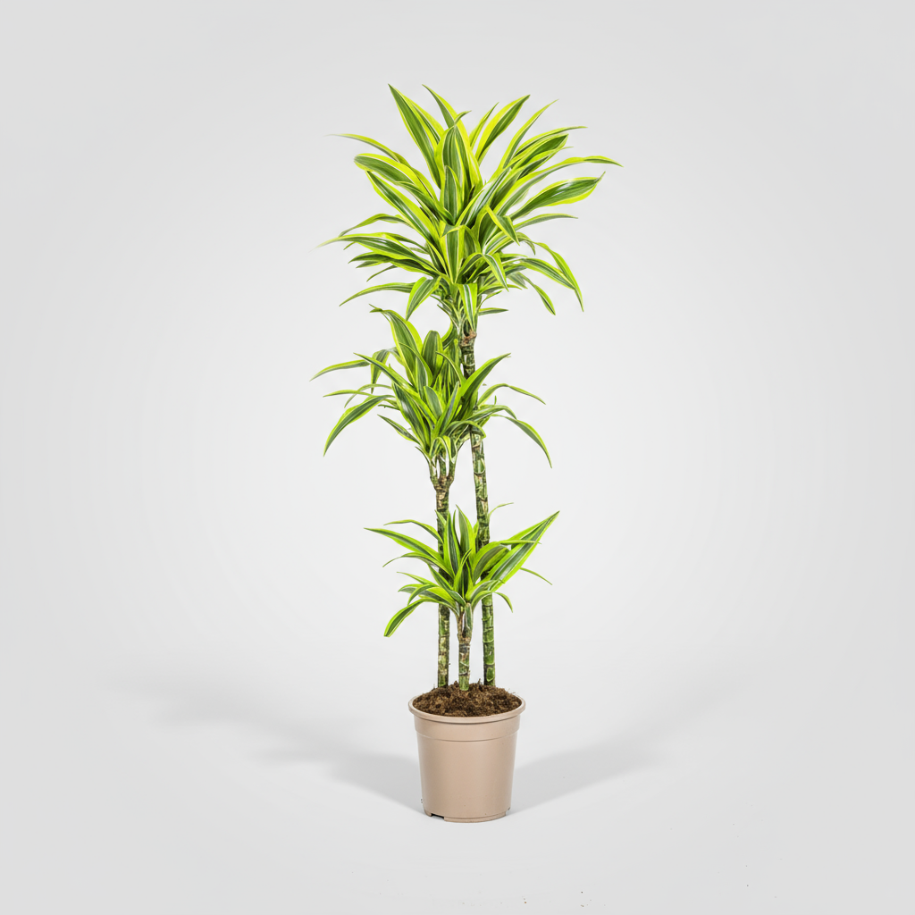Dracaena Deremensis Lemon Lime Ø24cm - ↕130 - 150cm