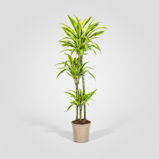 Dracaena Deremensis Lemon Lime Ø24cm - ↕130 - 150cm