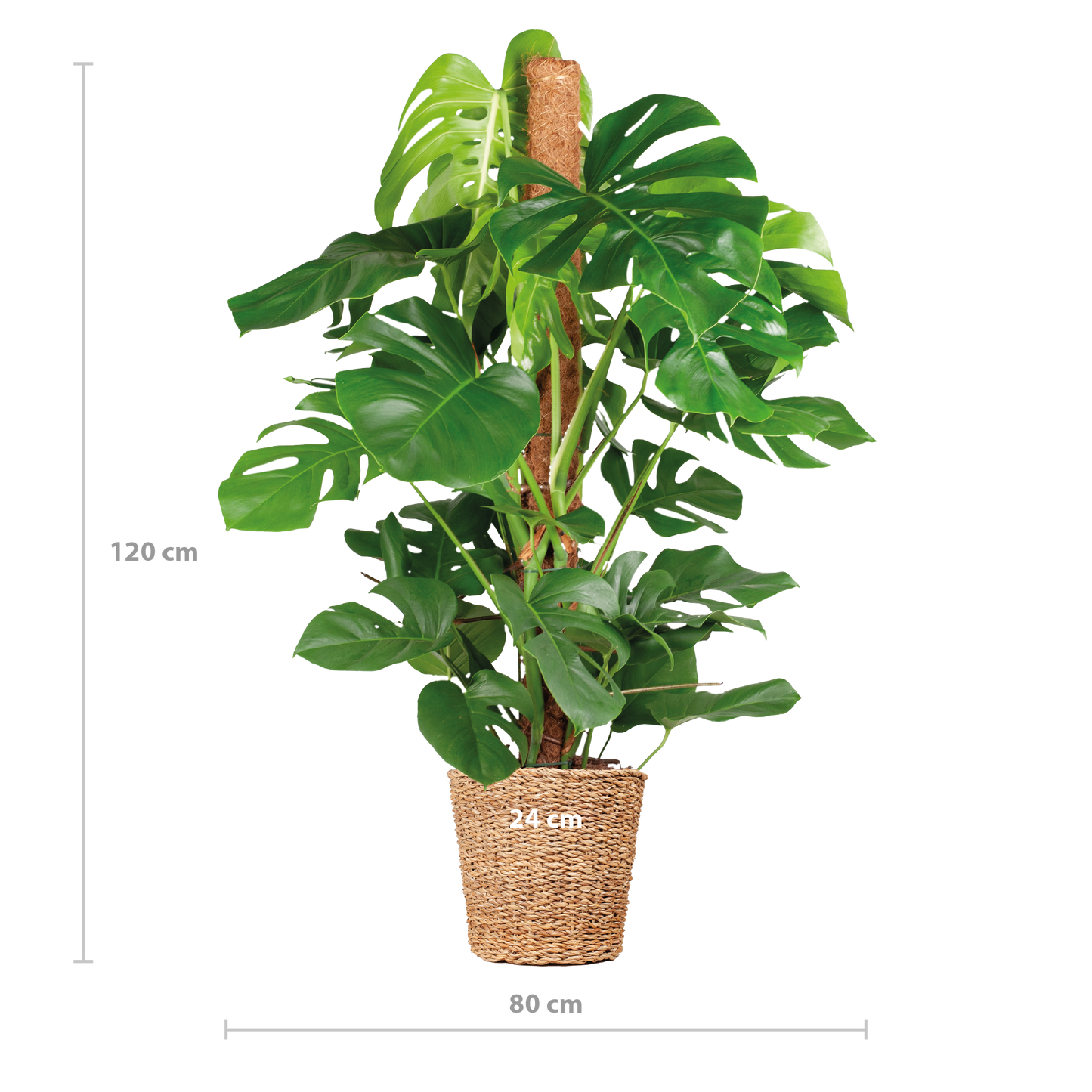 Monstera Deliciosa XL mit Torun-Korb – 120 cm – Ø24