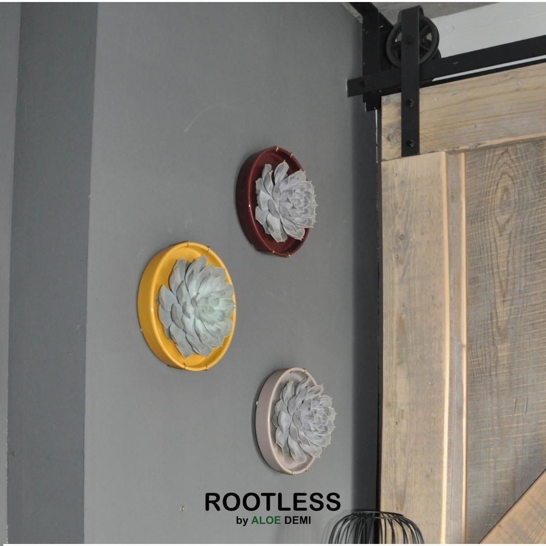 ROOTLESS Succulent Echeveria Pulidonis in Schale 'taupe' Ø20 cm - ↕5 cm