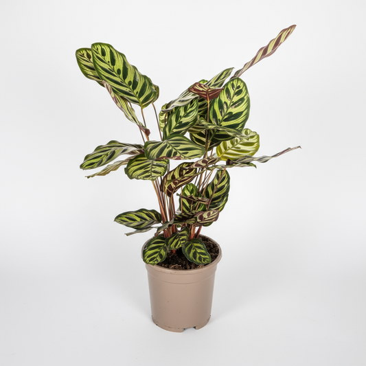 Calathea Makoyana Ø17cm - ↕40 - 50cm