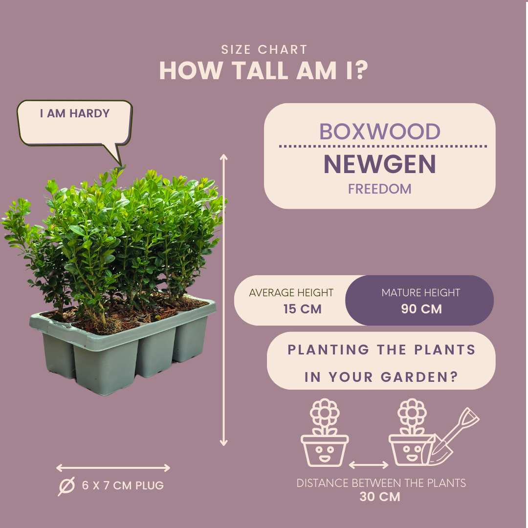 2 x 6er-Pack Buxus NewGen Freedom – Winterharte Immergrüne Sträucher 12 x Ø7 cm - ↕15 cm | Kompakter Buchsbaum