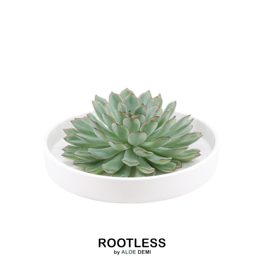 ROOTLESS Succulent Echeveria Pulidonis in Schale 'weiss' Ø20 cm - ↕5 cm