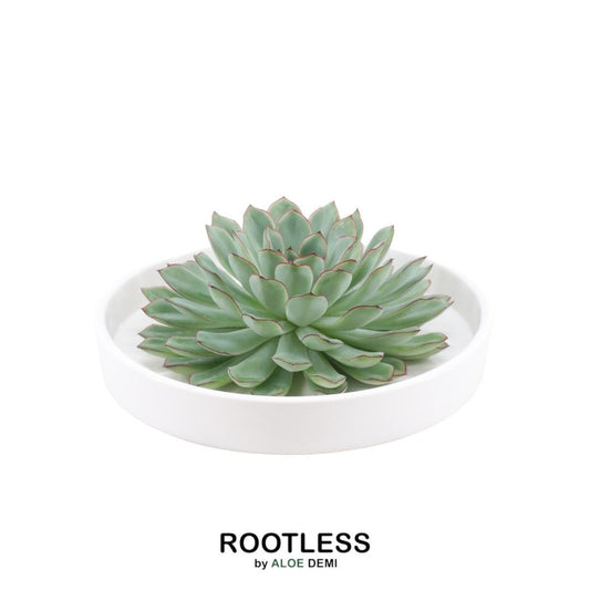 ROOTLESS Succulent Echeveria Pulidonis in Schale 'weiss' Ø20 cm - ↕5 cm