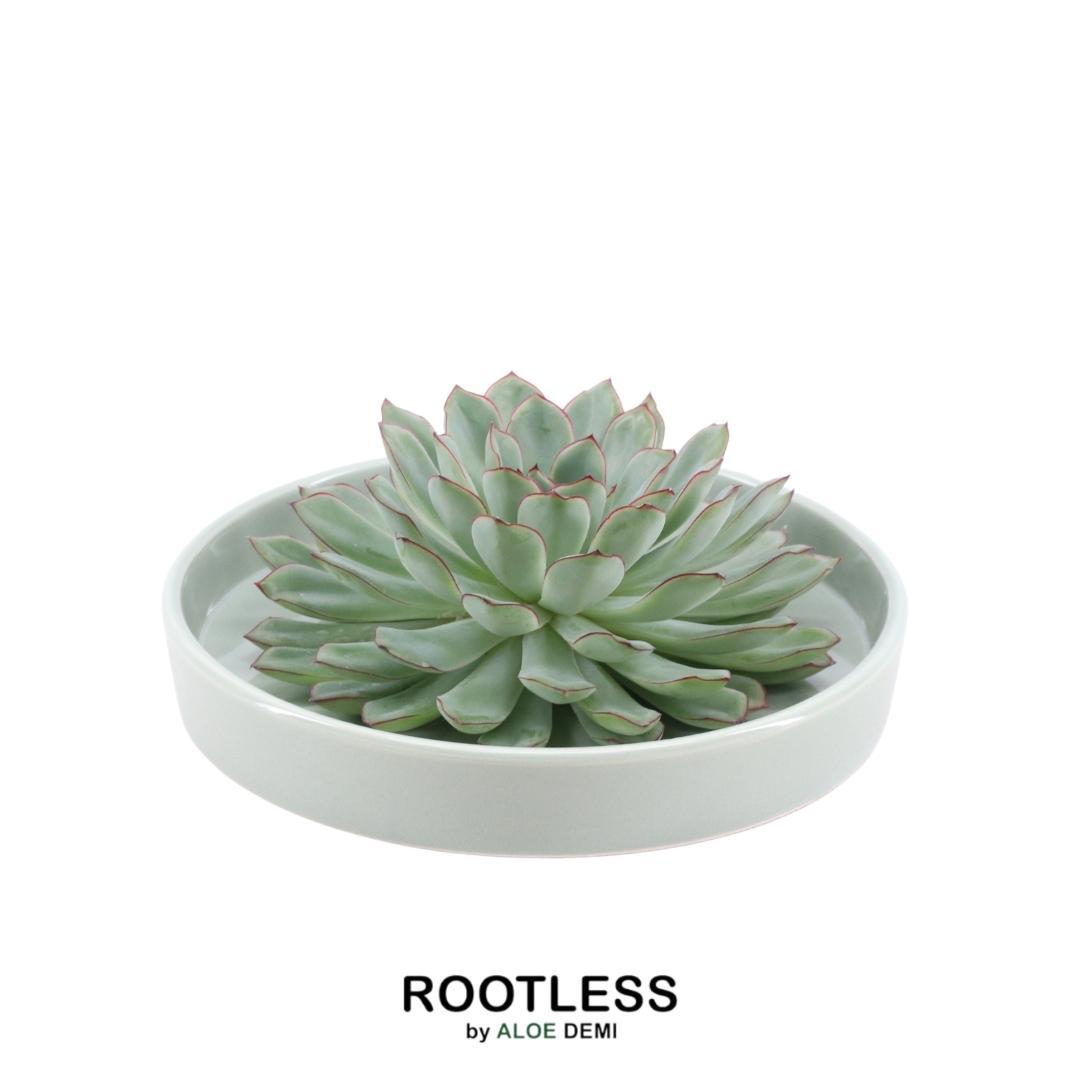 ROOTLESS Succulent Echeveria Pulidonis in Schale 'grün' Ø20 cm - ↕5 cm
