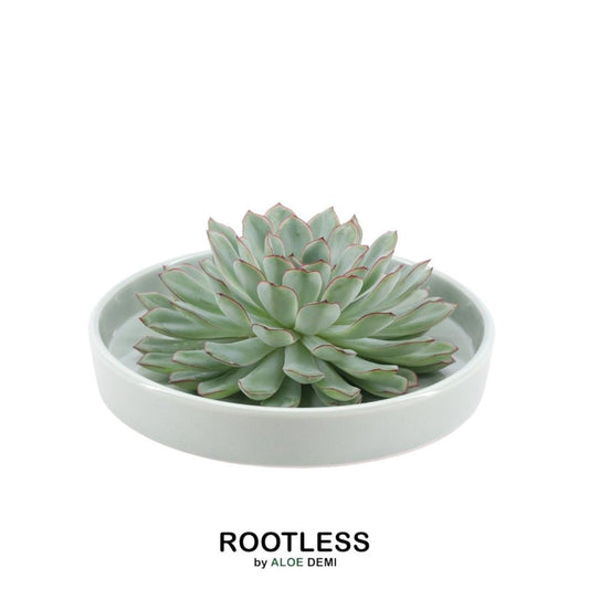 ROOTLESS Succulent Echeveria Pulidonis in Schale 'grün' Ø20 cm - ↕5 cm