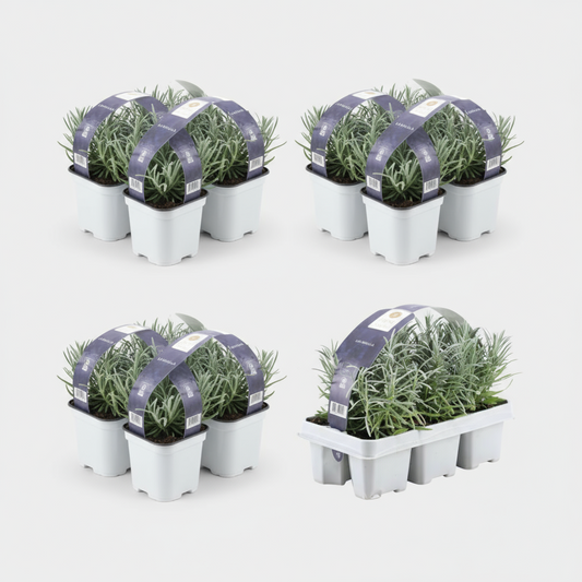 4 x 6er set Lavender angustifolia - 24 x Ø7 cm - ↕15 cm