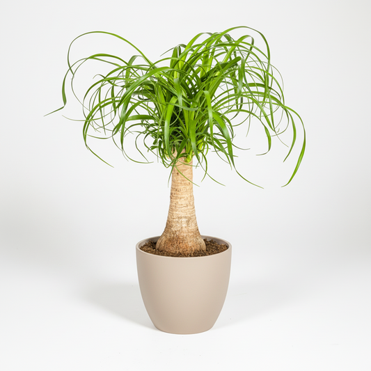 Beaucarnea Recurvata Stamm Ø17cm - ↕40 - 60cm