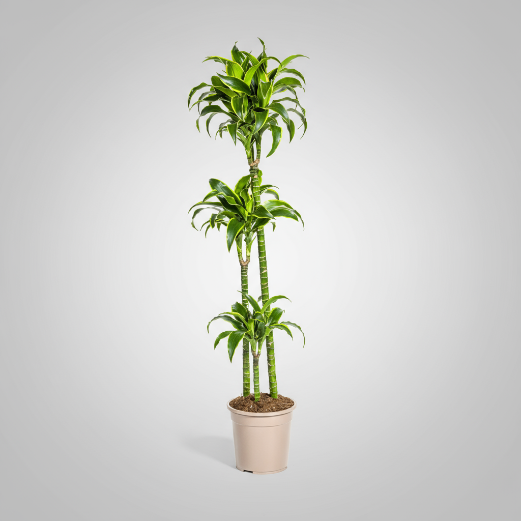 Dracaena Deremensis Dorado Ø24cm - ↕120 - 140cm