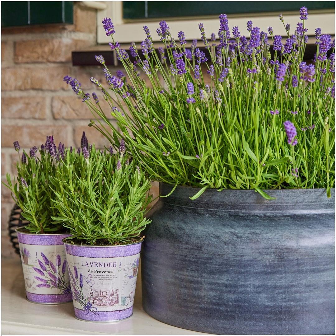 Plants by Frank - Lavandula angustifolia Felice® im Dekotopf 'Lavender print' - 13 cm Topf - Set mit 3 echten Lavendeln im Dekotopf