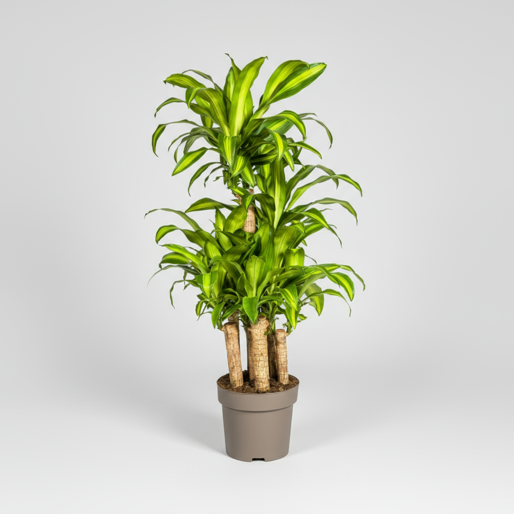 Dracaena Fragrans Massangeana Karussell Ø30cm - ↕130 - 150cm