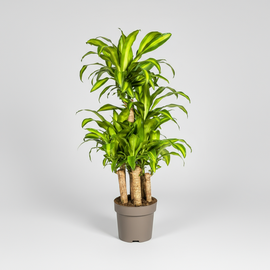 Dracaena Fragrans Massangeana Karussell Ø30cm - ↕130 - 150cm