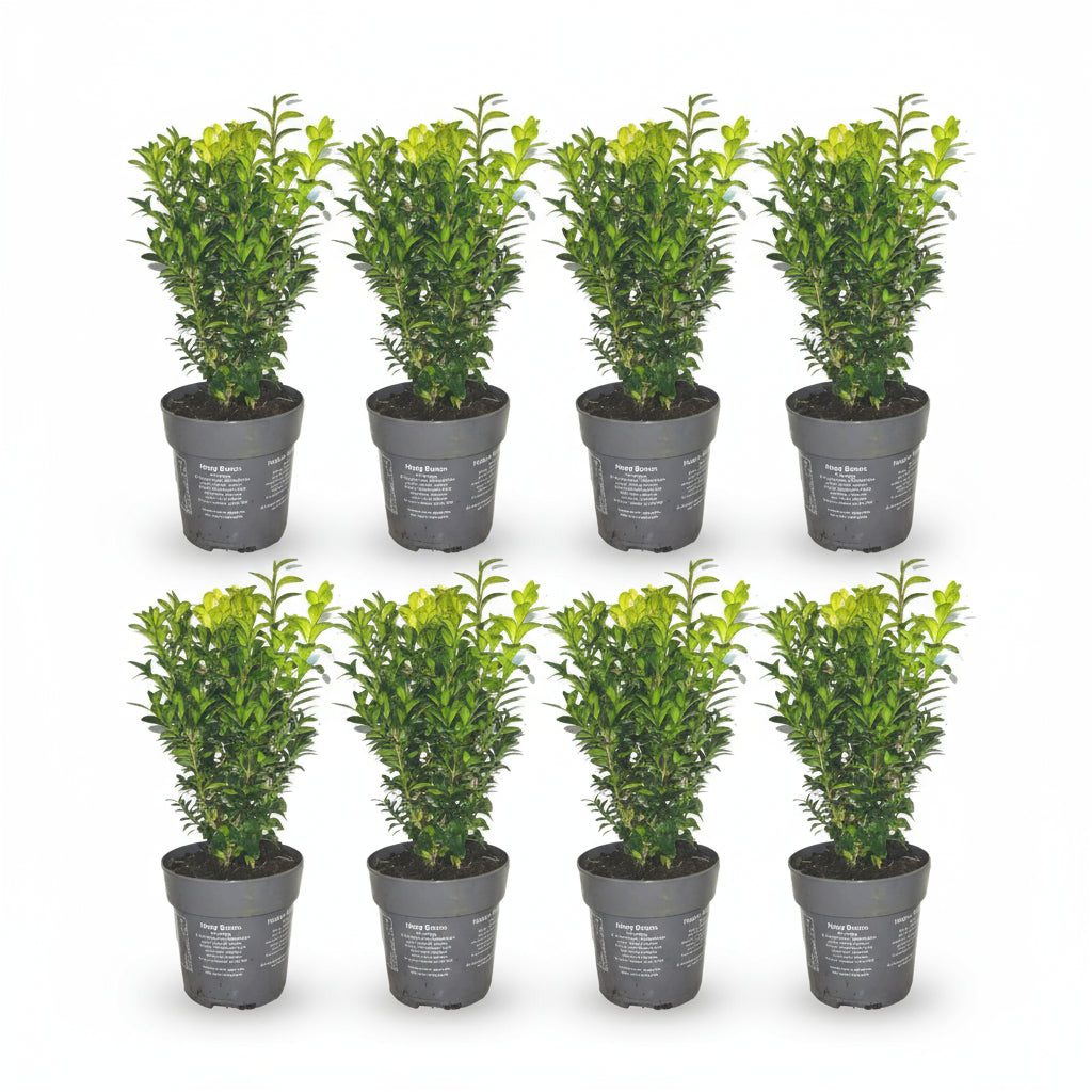 1 meter Buxus Sempervirens haag - ↕ 20 cm - 6 x Ø12 cm