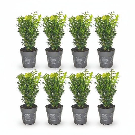 1 meter Buxus Sempervirens haag - ↕ 20 cm - 6 x Ø12 cm