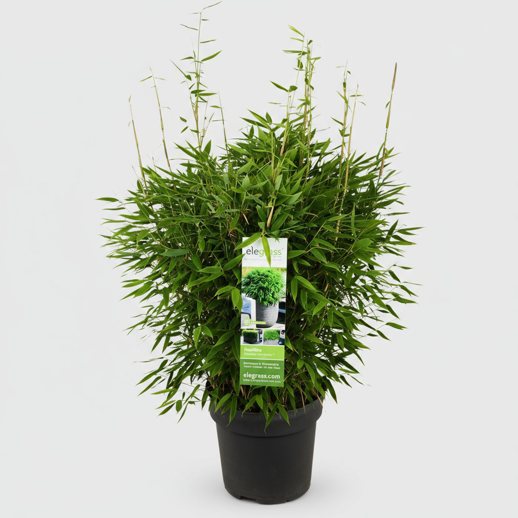 1 x Fargesia moontears 'Boobux XL - Ø 29 cm - ↨ 70 cm