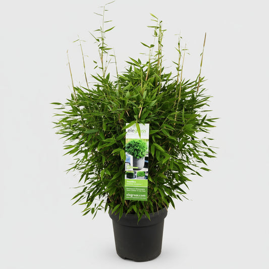 1 x Fargesia moontears 'Boobux XL - Ø 29 cm - ↨ 70 cm