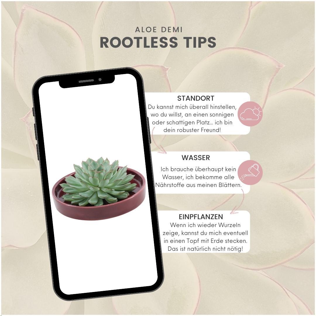 ROOTLESS Succulent Echeveria Pulidonis in Schale 'rot' Ø20 cm - ↕5 cm