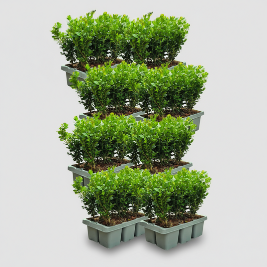 8 x 6er-Pack Buxus NewGen Freedom – Winterharte Immergrüne Sträucher 48 x Ø7 cm - ↕15 cm | Kompakter Buchsbaum