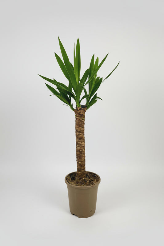 Yucca Elephantipes Ø17cm - ↕60 - 80cm