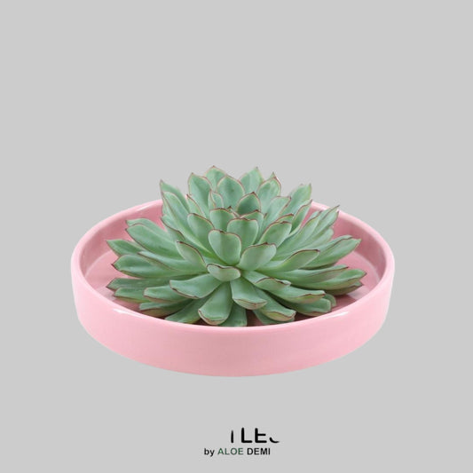 ROOTLESS Succulent Echeveria Pulidonis in Schale 'rosa' Ø20 cm - ↕5 cm