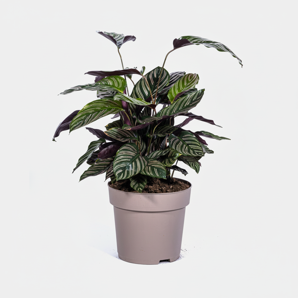 Calathea Ornata Sanderiana Ø27cm - ↕60 - 80cm