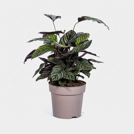 Calathea Ornata Sanderiana Ø27cm - ↕60 - 80cm