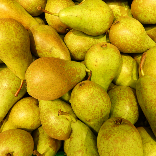 Bio-Birnenbaum Pyrus - 1 x Ø 20 cm - ↨ 60 cm