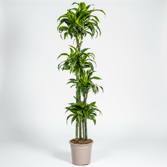 Dracaena Deremensis Dorado Ø27cm - ↕170 - 190cm