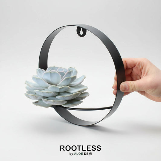 ROOTLESS Succulent Echeveria Lilacina auf Wanddeko Ring schwarz Ø20 cm - ↕20 cm