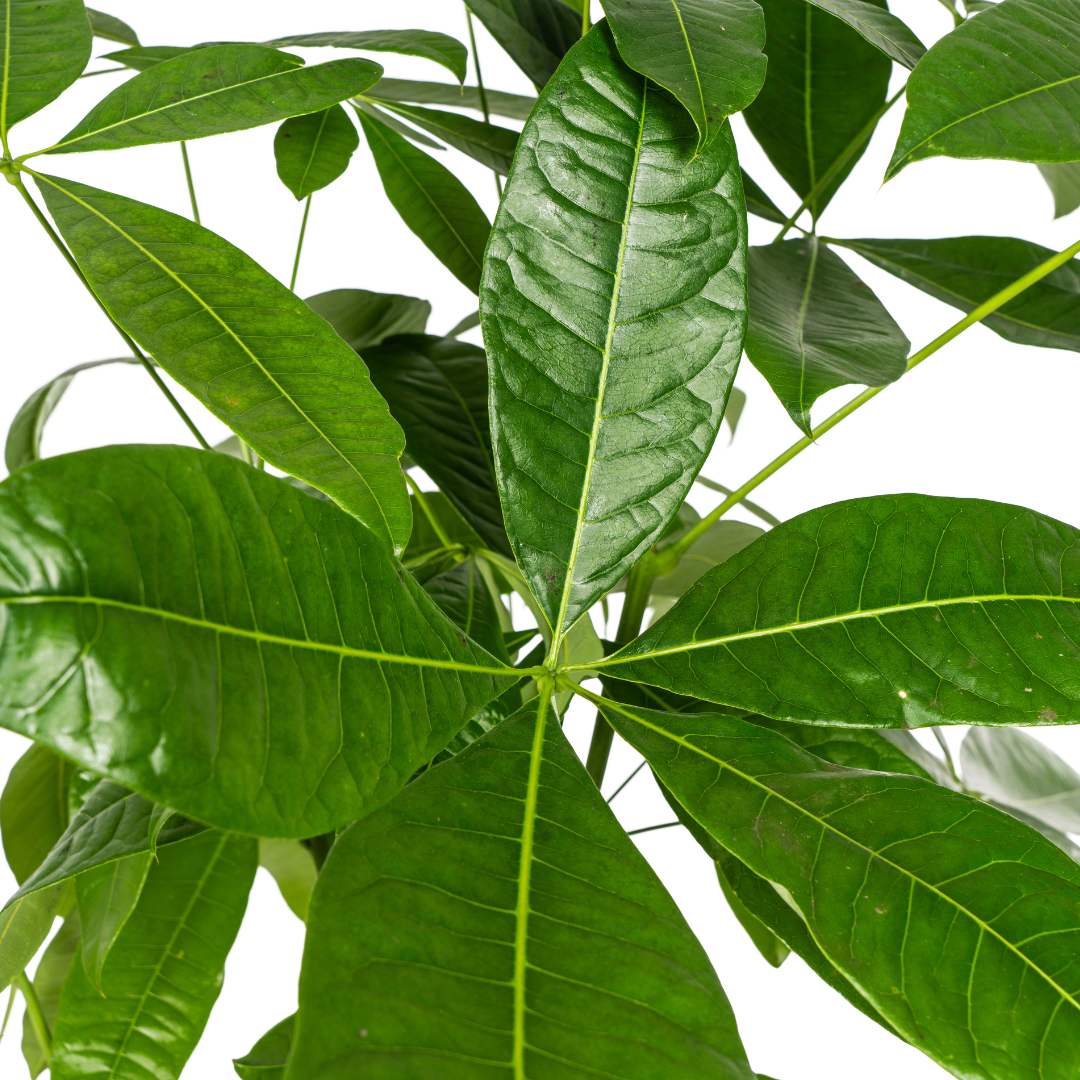 Pachira Aquatica Ø24cm - ↕120 - 140cm