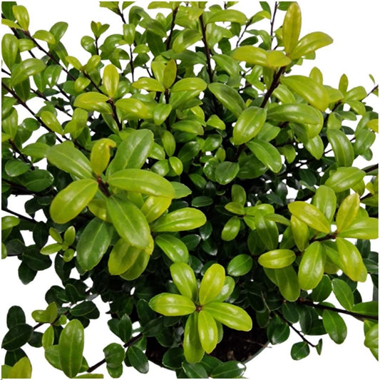 Plants by Frank - 1 Meter Stechpalmen Hecke - Ilex crenata 'Jenny'® - Pflanzenset mit 6 winterharten Heckenpflanzen - Immergrüne Hecke - Direkt von der Gärtnerei geliefert