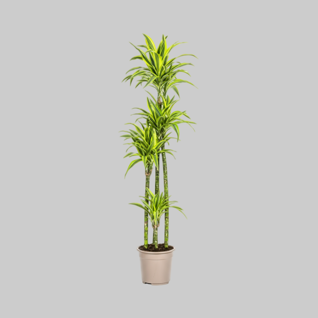 Dracaena Deremensis Lemon Lime Ø27cm - ↕170 - 190cm
