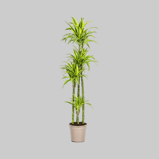 Dracaena Deremensis Lemon Lime Ø27cm - ↕170 - 190cm