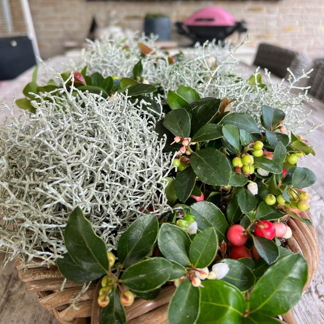 6x Calocephalus' - 10 cm Ø - 15 cm ↕