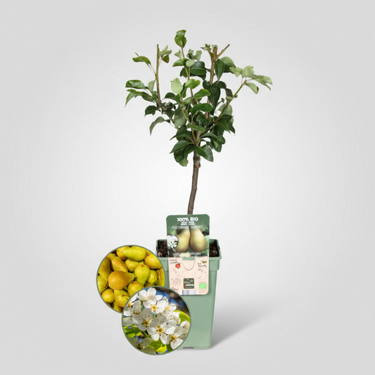 Bio-Birnenbaum Pyrus - 1 x Ø 20 cm - ↨ 60 cm